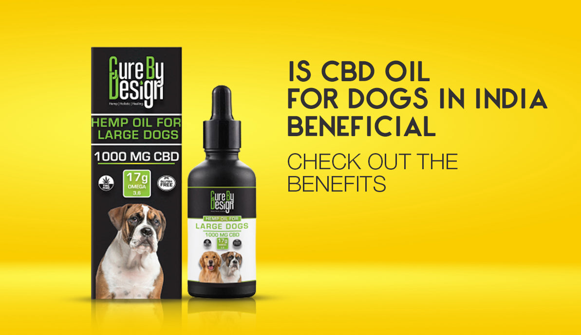 Is CBD Oil for Dogs in India Beneficial? Check Out The Benefits