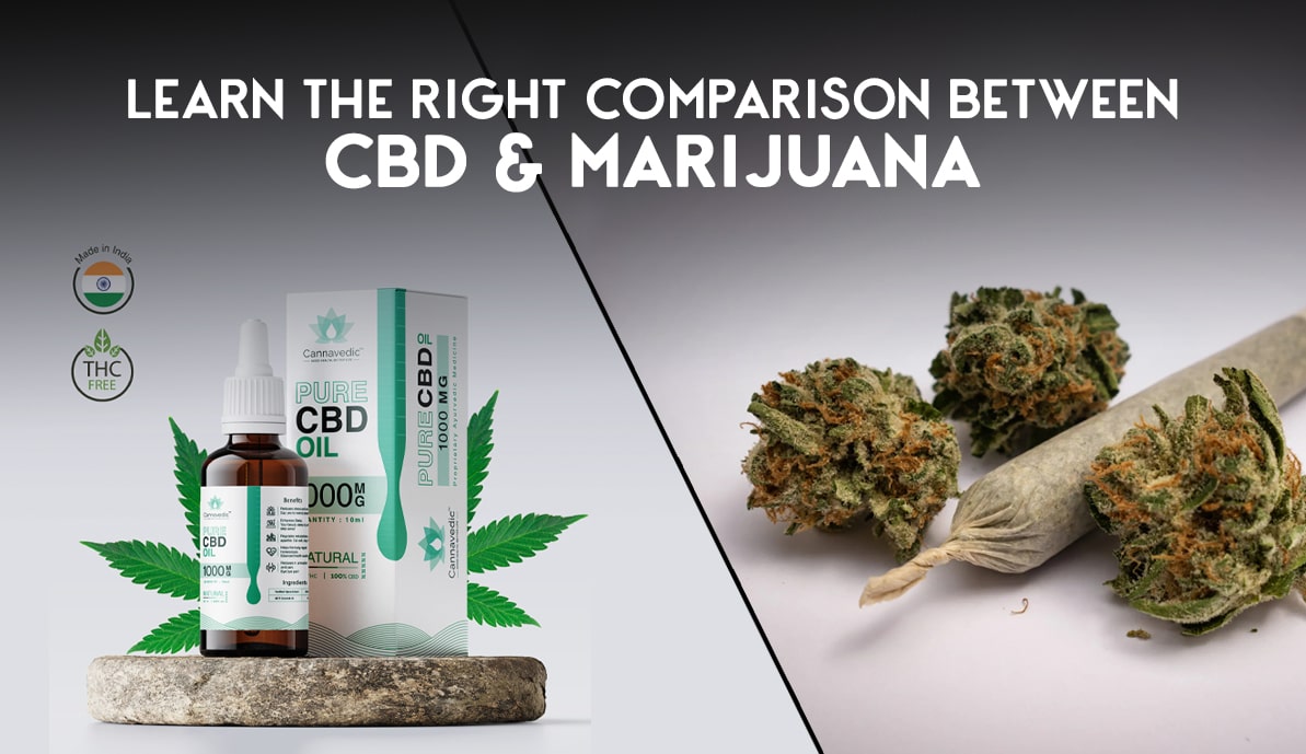 Learn The Right Comparison between CBD & Marijuana